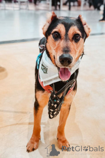 Photo №3. Charming Molly is looking for a home. Russian Federation