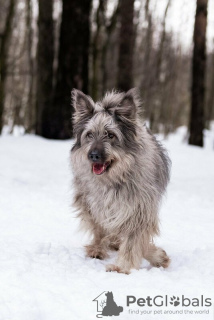 Additional photos: A beautiful dog in good hands.