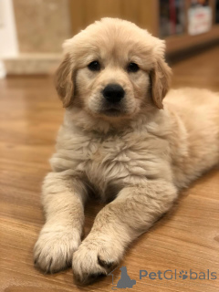 Photo №3. Beautiful Golden Retriever Puppies Looking for Their Forever Homes. Austria
