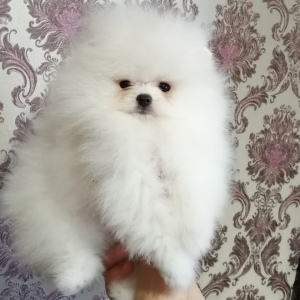 Japanese Spitz For Sale In The City Of Namur Belgium Price 7 Announcement 346