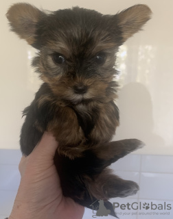 Photo №4. I will sell yorkshire terrier in the city of Krivoy Rog. private announcement - price - 5500$
