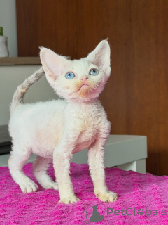 Photo №1. devon rex - for sale in the city of Gliwice | negotiated | Announcement № 178109