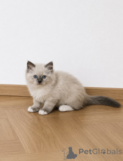 Photo №2 to announcement № 171862 for the sale of ragdoll - buy in Belgium 