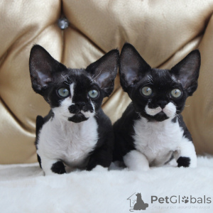Photo №1. devon rex - for sale in the city of Essenbach | negotiated | Announcement № 164273