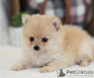 Photo №2 to announcement № 17390 for the sale of pomeranian - buy in Switzerland breeder