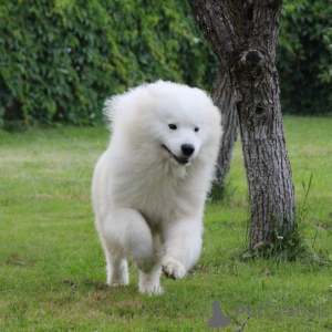 Photo №2 to announcement № 140365 for the sale of samoyed dog - buy in Germany private announcement