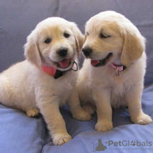Photo №1. golden retriever - for sale in the city of London | 317$ | Announcement № 94782