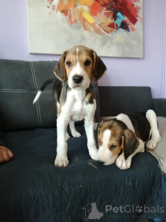 Photo №4. I will sell russian hound in the city of Hamburg. breeder - price - negotiated