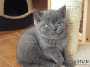Photo №1. british shorthair - for sale in the city of Гамбург | Is free | Announcement № 101594