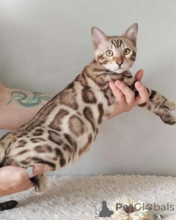 Photo №1. bengal cat - for sale in the city of Baden Baden | 361$ | Announcement № 170870