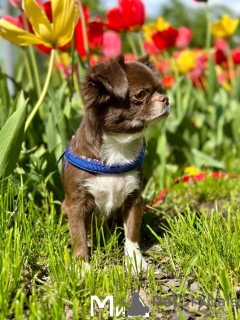 Photo №2 to announcement № 104174 for the sale of chihuahua - buy in United States from nursery