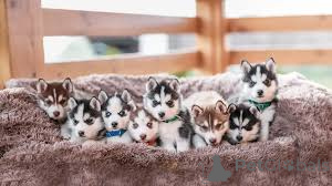 Photo №4. I will sell siberian husky in the city of London Borough of Camden.  - price - negotiated