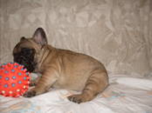 Photo №3. French bulldog puppy for sale. Teva boy From titled parents.. Belarus