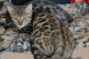 Photo №1. bengal cat - for sale in the city of Kamenskoe | 500$ | Announcement № 1051