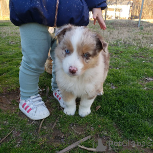 Photo №4. I will sell australian shepherd in the city of Berlin. private announcement - price - negotiated