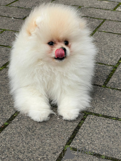 Photo №2 to announcement № 52316 for the sale of pomeranian - buy in Germany private announcement