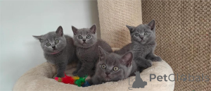Photo №1. british shorthair - for sale in the city of Haar | 361$ | Announcement № 154975