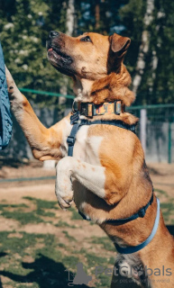 Additional photos: Friendly companion dog Tengri is looking for a home!