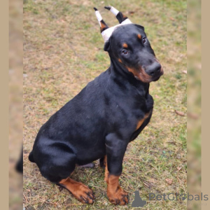 Photo №2 to announcement № 149002 for the sale of dobermann - buy in Germany private announcement