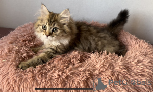 Photo №1. british longhair - for sale in the city of Vilnius | negotiated | Announcement № 103334