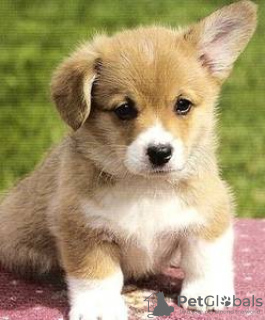 Photo №2 to announcement № 112257 for the sale of welsh corgi - buy in Germany private announcement