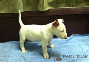 Photo №1. bull terrier - for sale in the city of Güstrow | 412$ | Announcement № 119044