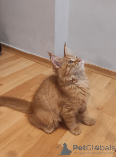 Photo №1. maine coon - for sale in the city of Berlin | 400$ | Announcement № 29813