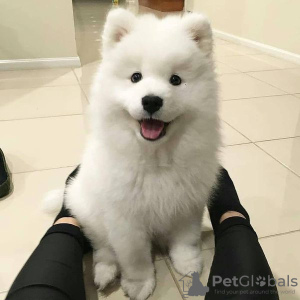 Photo №2 to announcement № 81259 for the sale of samoyed dog - buy in Sweden private announcement