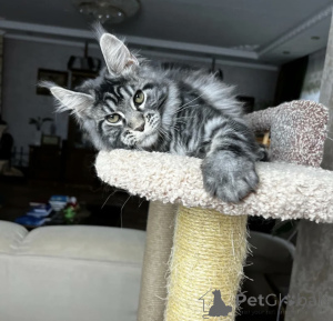 Photo №1. maine coon - for sale in the city of Baden Baden | 1022$ | Announcement № 163721