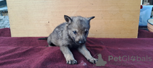 Additional photos: Czechoslovakian Wolfdog puppies