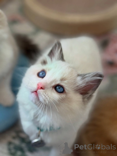 Photo №2 to announcement № 170647 for the sale of ragdoll - buy in Netherlands breeder