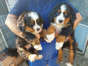 Photo №1. bernese mountain dog - for sale in the city of Frankfurt | 518$ | Announcement № 149684