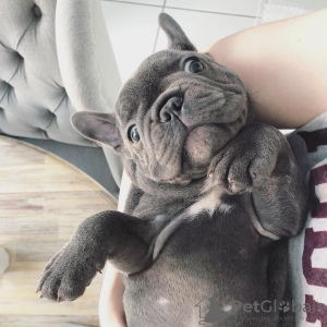 Photo №2 to announcement № 99745 for the sale of french bulldog - buy in Germany 