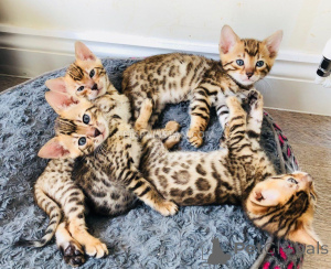 Photo №1. bengal cat - for sale in the city of Brussels | 258$ | Announcement № 154771