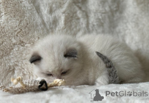 Photo №2 to announcement № 143478 for the sale of ragdoll - buy in Austria breeder