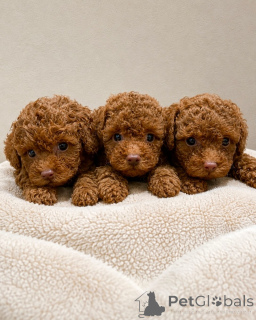 Photo №1. poodle (toy) - for sale in the city of Brno | negotiated | Announcement № 169842