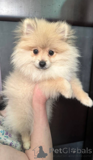 Photo №2 to announcement № 146674 for the sale of pomeranian - buy in Belarus private announcement