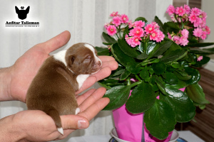 Photo №1. chihuahua - for sale in the city of Москва | negotiated | Announcement № 6417