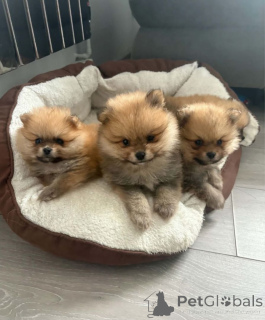 Photo №1. pomeranian - for sale in the city of Fulda | 361$ | Announcement № 171448