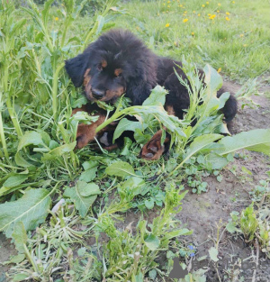 Photo №1. tibetan mastiff - for sale in the city of Minsk | 1194$ | Announcement № 10946