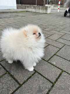Photo №4. I will sell pomeranian in the city of Cologne. private announcement - price - 1902$