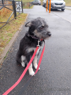 Photo №2 to announcement № 157819 for the sale of non-pedigree dogs - buy in Russian Federation private announcement