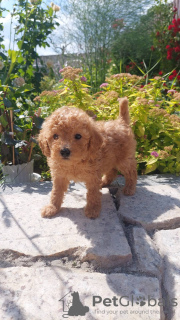 Photo №2 to announcement № 60568 for the sale of poodle (toy) - buy in Belarus breeder