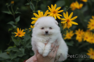 Photo №4. I will sell pomeranian in the city of Minsk. private announcement - price - 226$