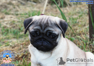 Photo №3. pug puppy from a breeding kennel. Belarus