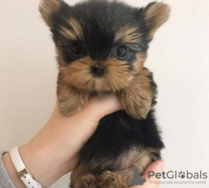 Photo №1. yorkshire terrier - for sale in the city of Berlin | Is free | Announcement № 95717