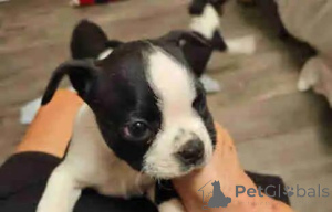 Photo №4. I will sell boston terrier in the city of Niederkassel. private announcement - price - 599$
