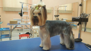 Photo №1. Service of the groomer in the city of Permian. Price - 10$. Announcement № 448