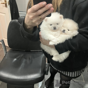 Additional photos: beautiful Pomeranian puppies