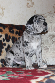Photo №1. great dane - for sale in the city of Mound | Negotiated | Announcement № 3997